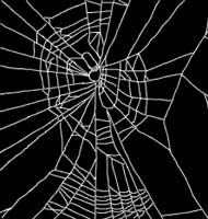 Web of Spider on Benzedrine